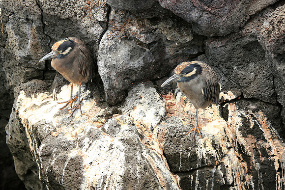 Yellow-crowned Night Heron (Nyctanassa violacea) mature