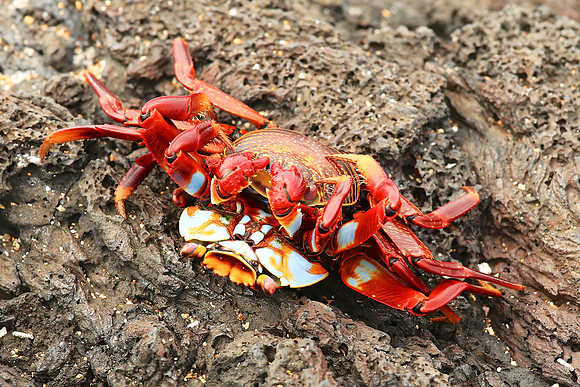 Sally Lightfoot Crab (Grapsus grapsus)