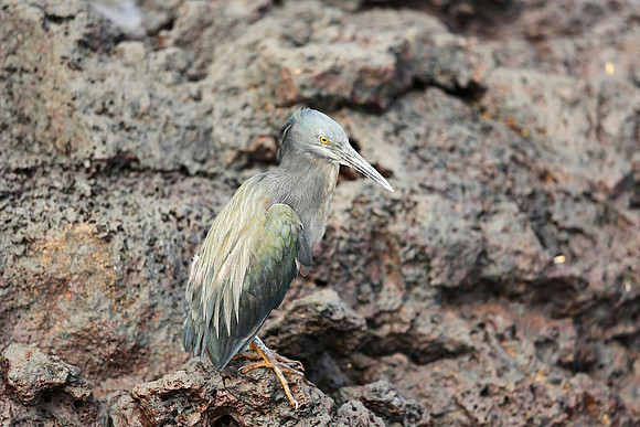 Lava Heron (Butorides sundevalli)