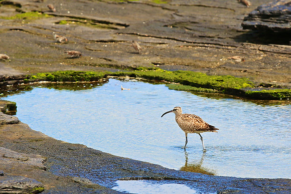 Whimbrel (Numenius phaeopus)