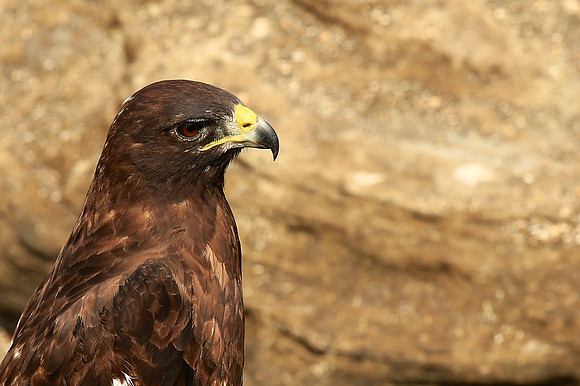 Galapagos Hawk (Buteo galapagoensis)