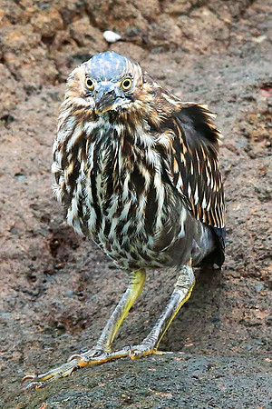 Striated Heron (Butorides striata) (aka Mangrove Heron, Little Heron or Green-backed Heron)