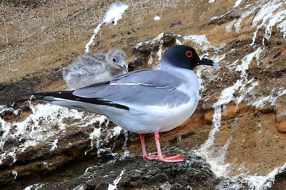 Swallow-tailed Gull (Creagrus furcatus)