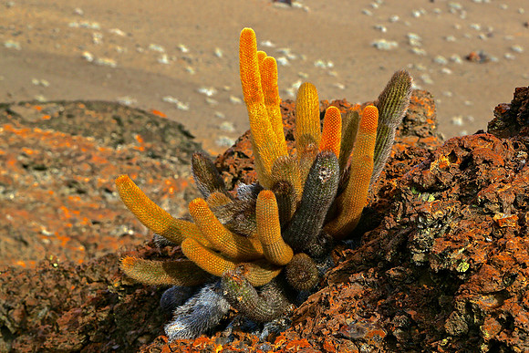 Galápagos Lava cactus