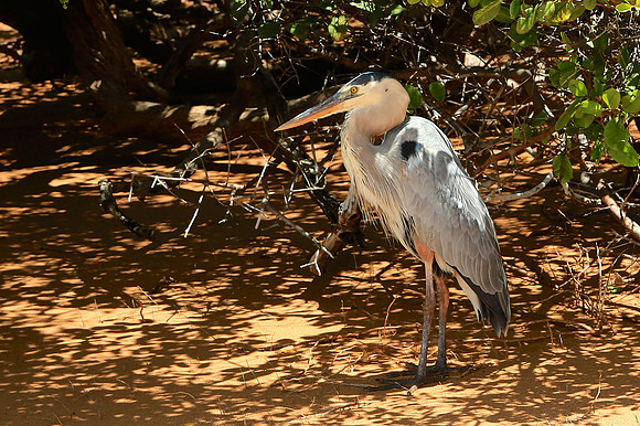 Great Blue Heron (Ardea herodias)