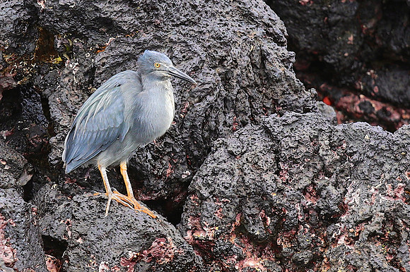 Lava Heron (Butorides sundevalli)