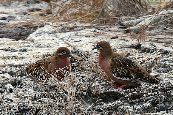Galápagos Dove (Zenaida galapagoensis)