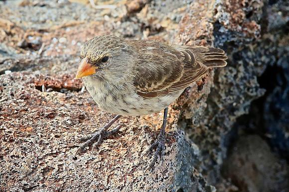 Medium Ground Finch (Geospiza fortis)