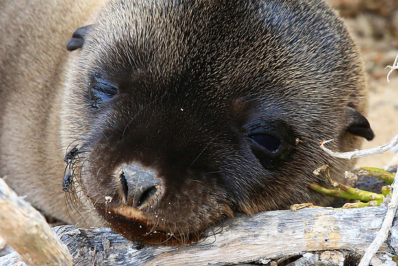 Galápagos sea lion (Zalophus wollebaeki)