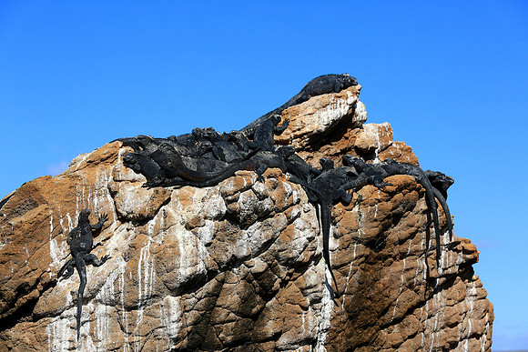 Marine iguana (Amblyrhynchus cristatus)