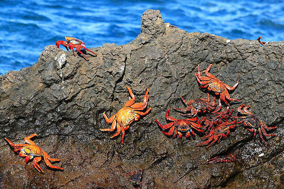 Sally Lightfoot Crab (Grapsus grapsus)