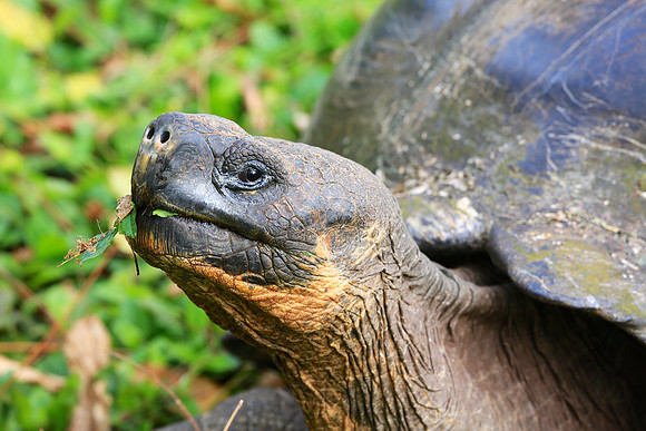 Galápagos giant tortoise (Chelonoidis nigra)