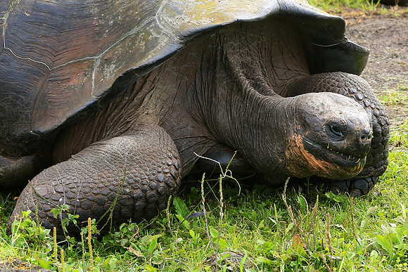 Galápagos giant tortoise (Chelonoidis nigra)