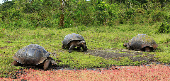 Galápagos giant tortoise (Chelonoidis nigra)