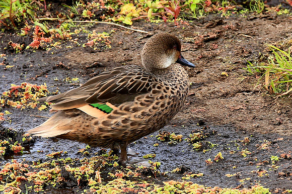 Galapagos Pintail Duck (Anas bahamensis galapagensis)