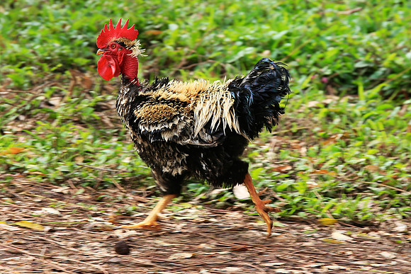 Gapalagos Chicken