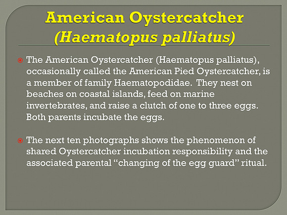 American Oystercatcher (Haematopus palliatus)