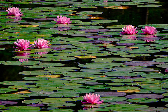 Ravenel Lake, Highlands Biological Station, Highlands, NC