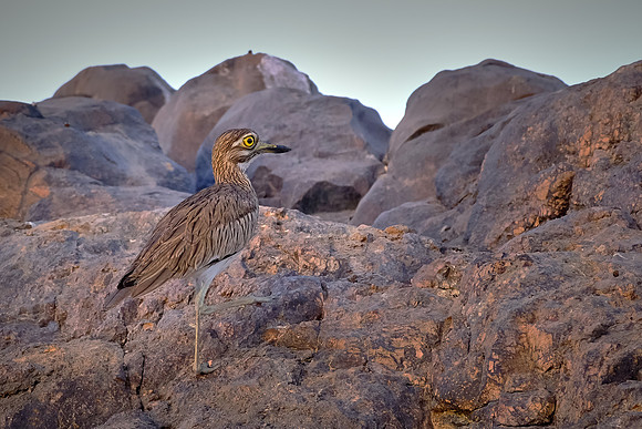 Young Egyptian brown bird.