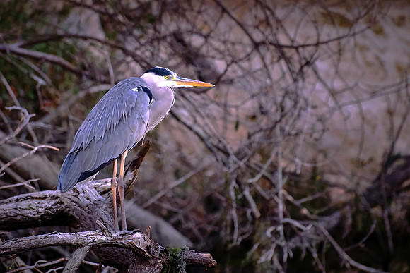 Black-crowned Night Heron