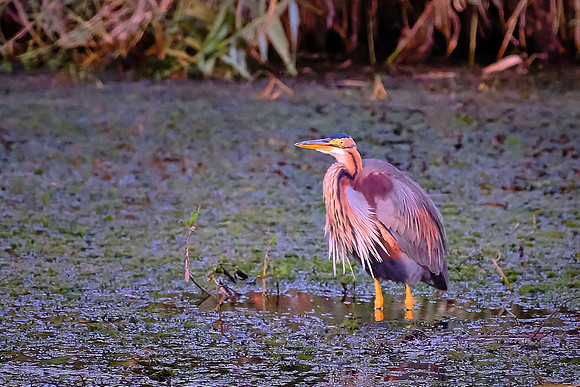 Tricolored heron.
