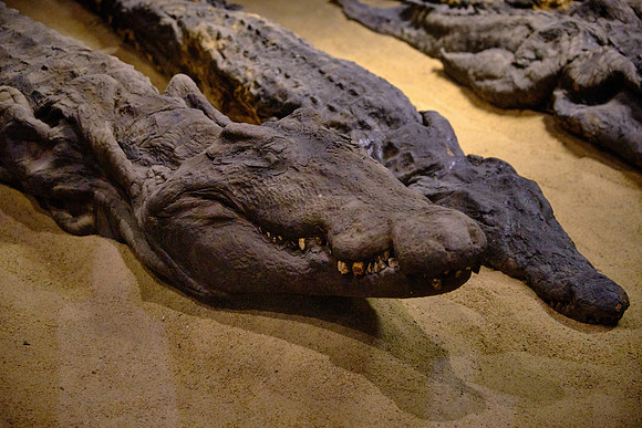 The crocodile was honored by the people of Ombos.  In adjacent catacombs, mummies of the sacred crocodile have been found.