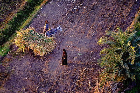 Local farmer hauling a load of sugarcane.