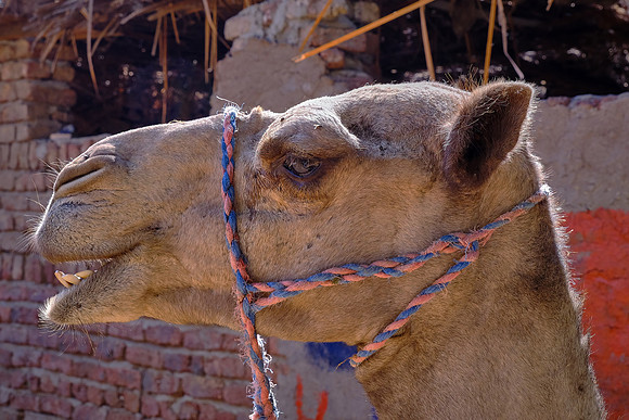 Local farmer's camel.