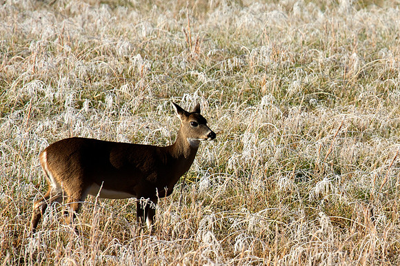 Cades Cove, GSMNP