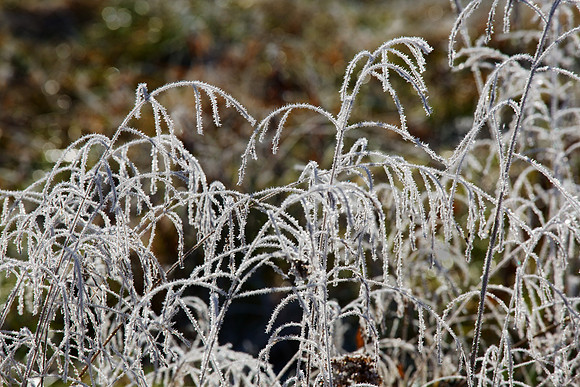 Cades Cove, GSMNP