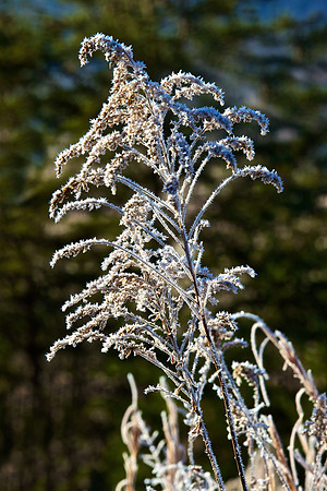 Cades Cove, GSMNP