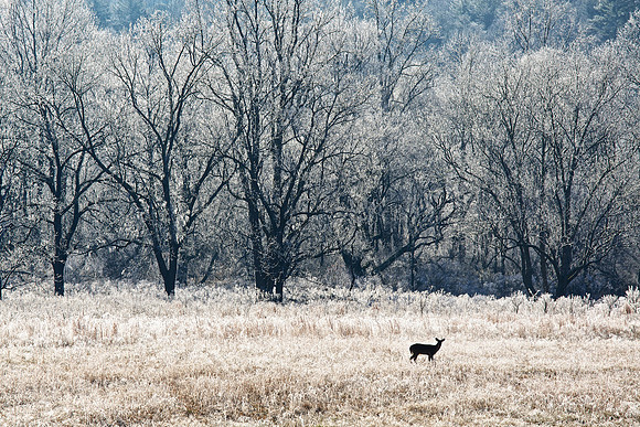 Cades Cove, GSMNP