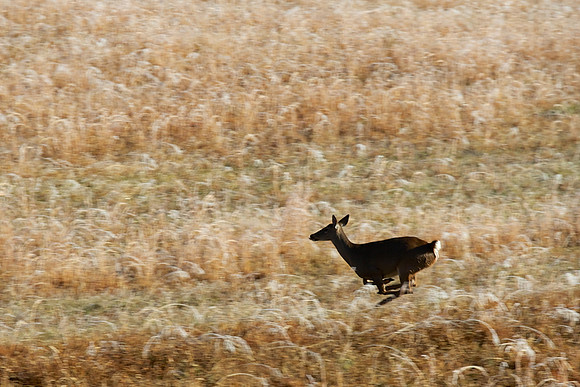 Cades Cove, GSMNP