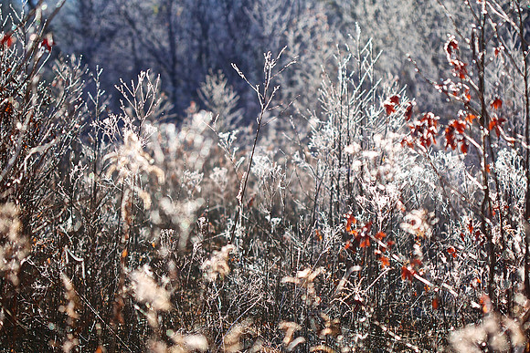 Cades Cove, GSMNP