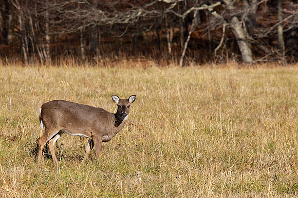 Cades Cove, GSMNP