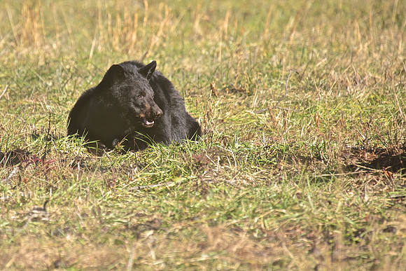 Cades Cove, GSMNP