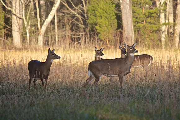 Cades Cove, GSMNP