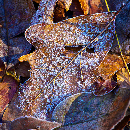 Cades Cove, GSMNP