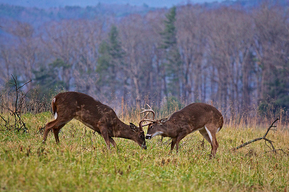 Cades Cove, GSMNP