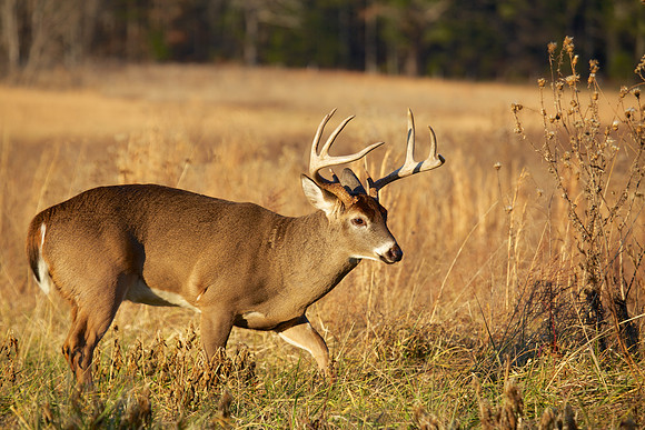 Cades Cove, GSMNP
