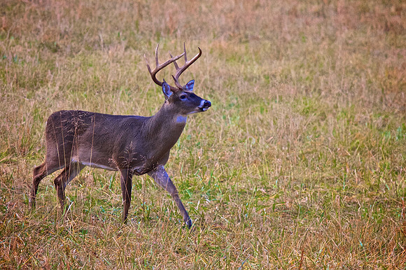 Cades Cove, GSMNP