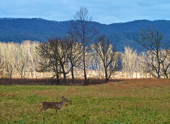 Cades Cove, GSMNP