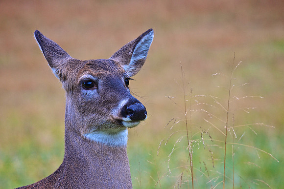 Cades Cove, GSMNP