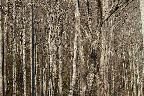Elkmont, TN