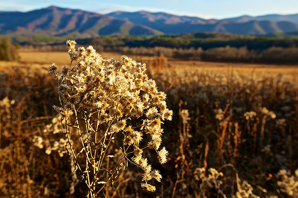 Cades Cove, GSMNP