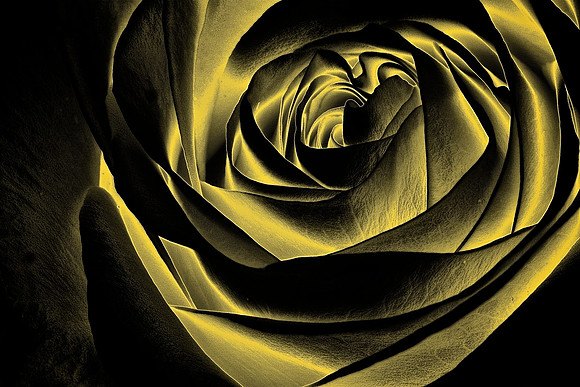 A rose is a rose is a rose!