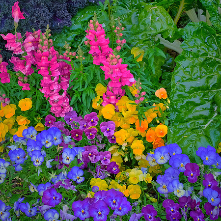 Spring flowers at the Pines, Davidson, NC