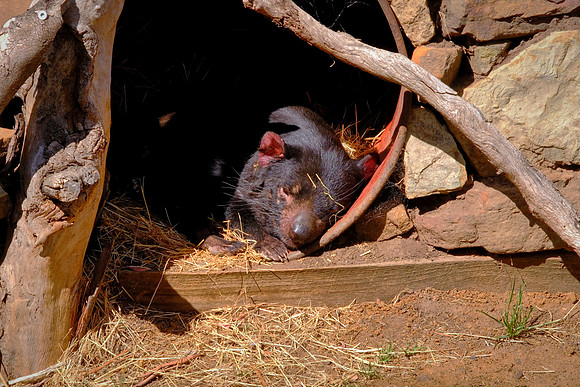 Tasmanian devils have bright red color on their ears caused by blood rushing to them when they get excited.
