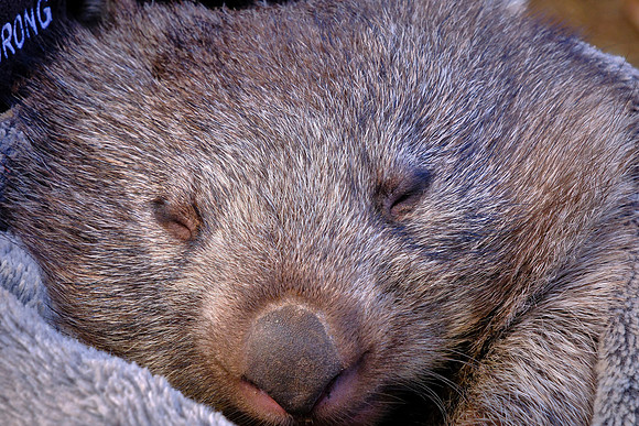 This young common wombat will eventually be released back into the wild.