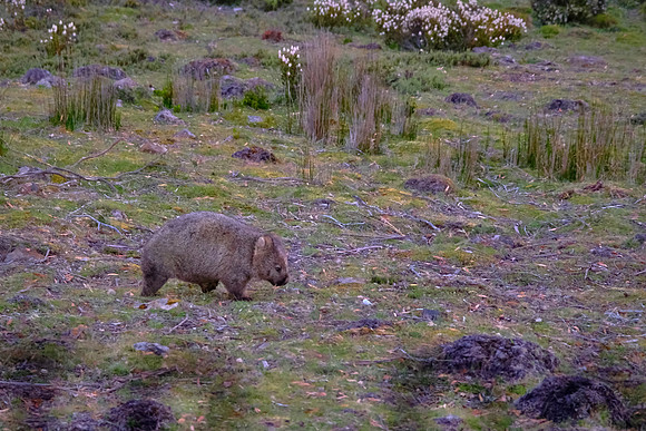 Wombats are muscular, burrowing marsupials native to Australia and are largely nocturnal.